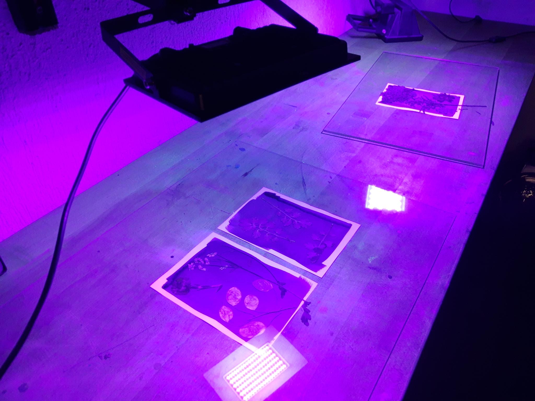 Read more about the article Kunst und Licht – Cyanotypie-Workshop mit Überraschungen